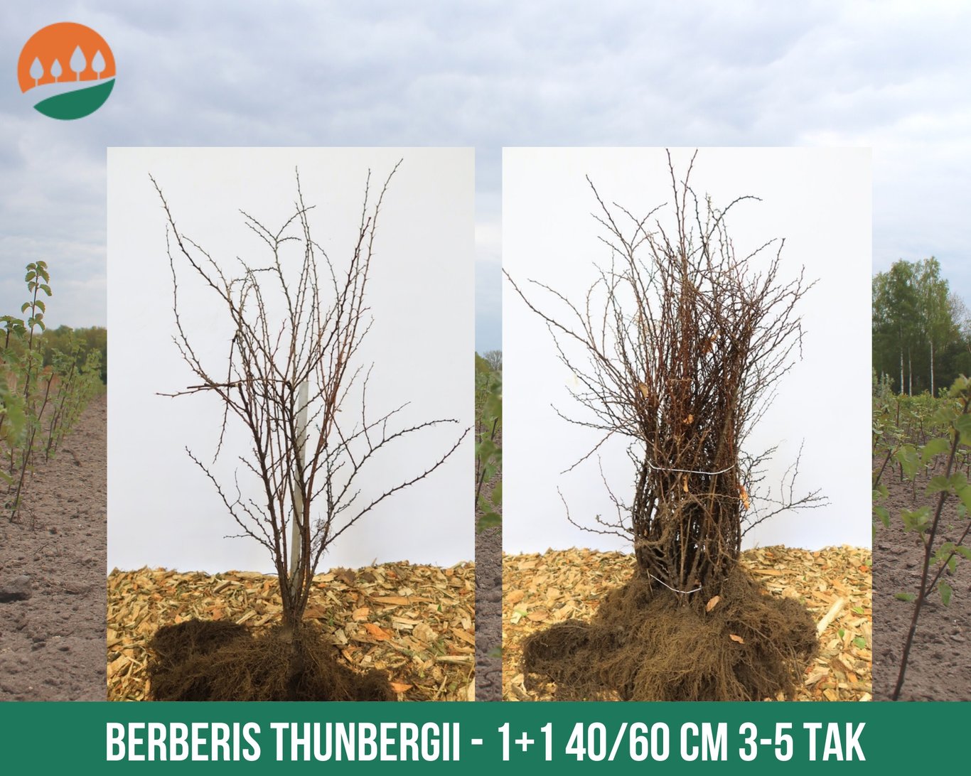 Berberis thunbergii - 40-60 CM bare root 1/2 3-5 branche